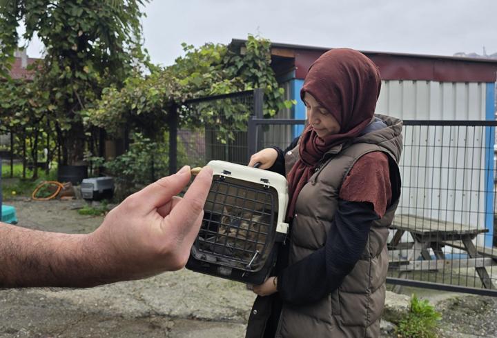 Kayıp kedi, patisinde mermiyle geri döndü