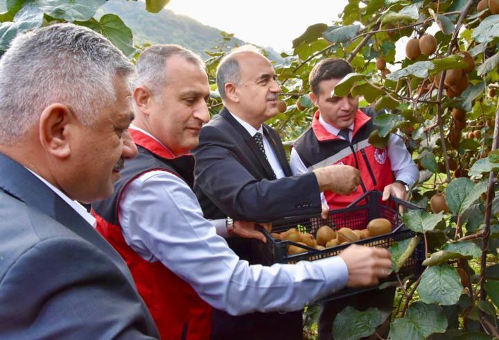 Tescilli Ordu kivisinin hasadı başladı
