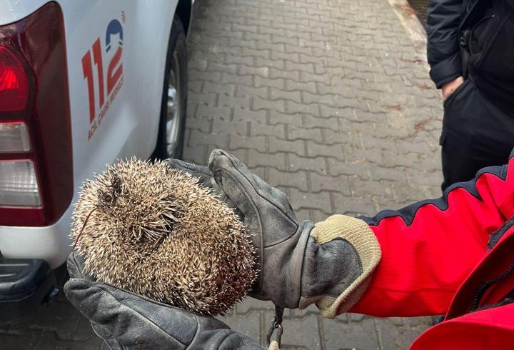 Balıkesir'de mazgala sıkışan kirpiyi itfaiye kurtardı