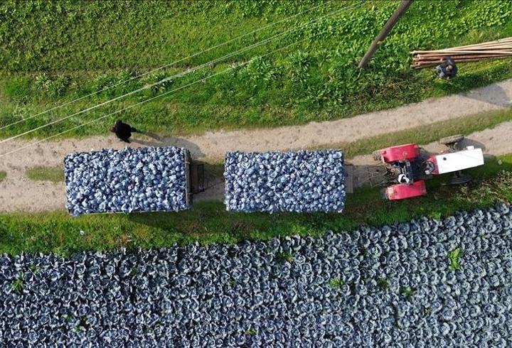 Bafra'da kırmızı lahana hasadı başladı