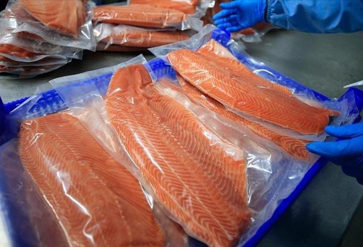 Doğu Karadeniz’den Türk somonu ihracatı rekor seviyeye ulaştı