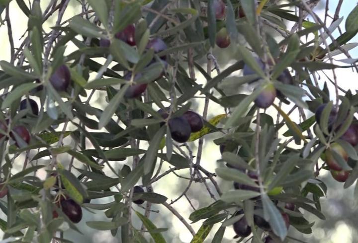 Artvin’in ödüllü ‘Butko’ zeytininde hasat sürüyor 