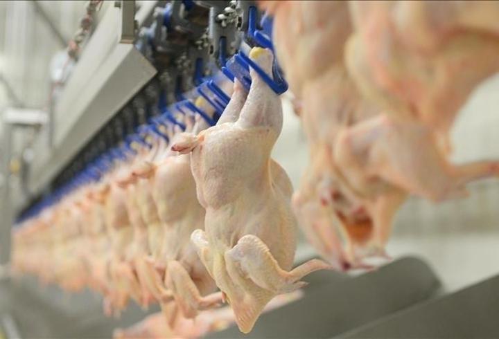 TÜİK açıkladı: Tavuk eti üretimi artarken yumurta üretimi düştü