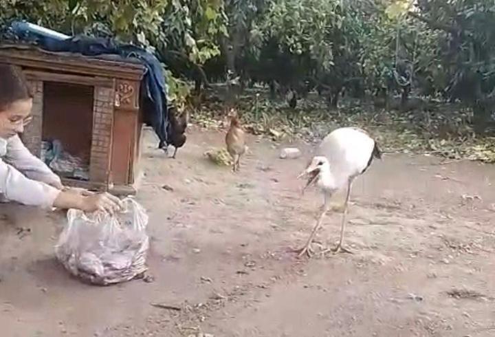 Bahçesinde bulduğu uçamaz haldeki leyleği kümeste beslemeye başladı