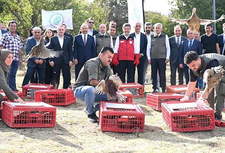 Kene ve kokarcaya karşı 36 bin keklik, 9 bin sülün doğaya salındı
