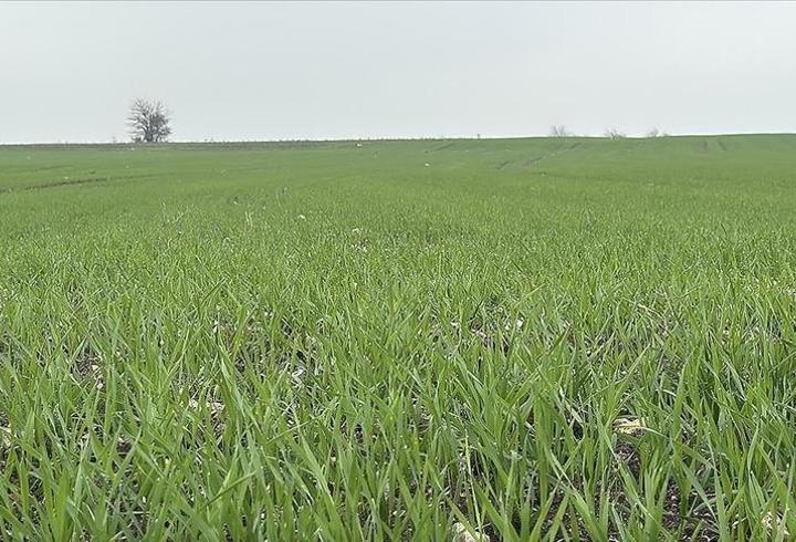 Trakya’da buğday ekiminde yoğun mesai