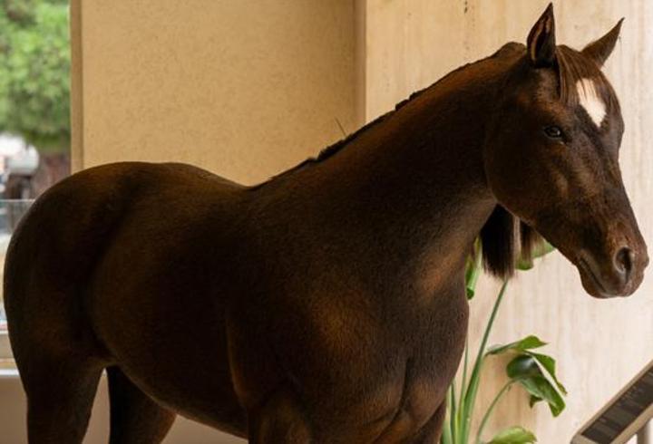 Espressolab’ın animatronik kahvesi