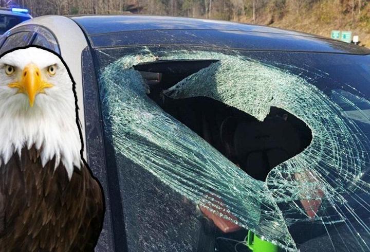 "Buna inanmayacaksınız!" diyerek anlattı: Olayın sorumlusu bir kel kartal…