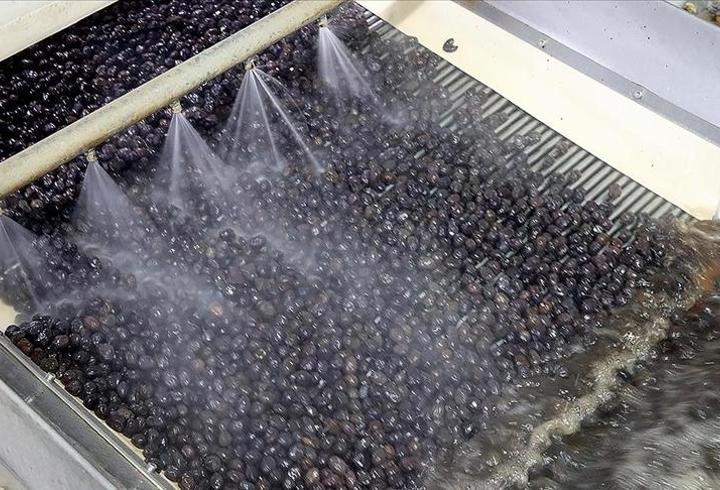 Marmarabirlik’ten 50 milyon dolarlık ihracat hamlesi