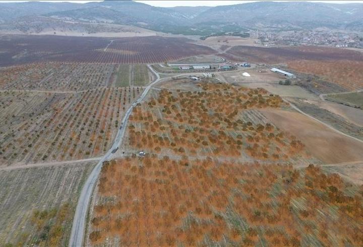 Yozgat’ta 5 bin dönümlük meyve bahçesi 800 kişiye iş kapısı oldu