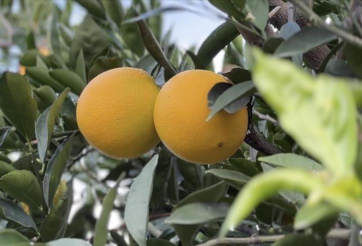 Finike portakalı hasat dönemi başladı