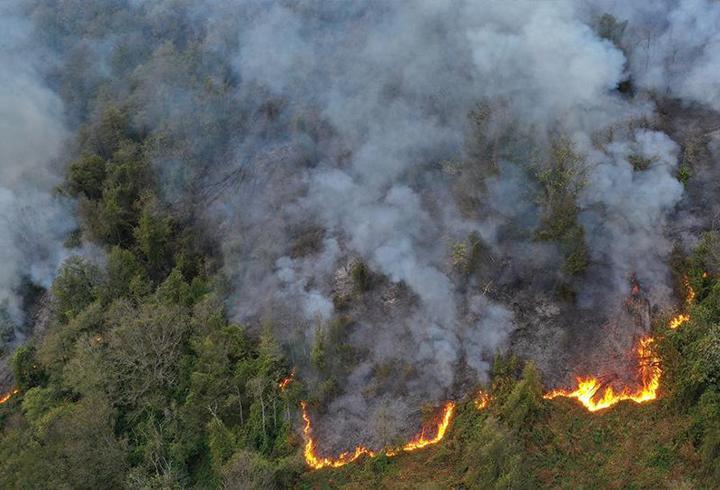 Artvin'deki örtü yangını kontrol altına alındı