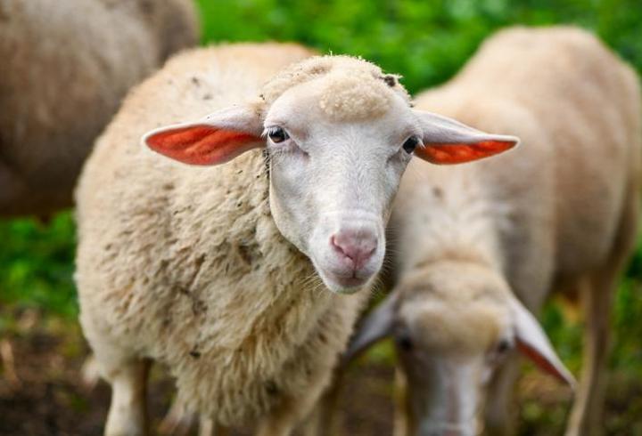 Yunanistan'da yüz binlerce koyun ve keçi itlaf edildi: Ahırlar boş kaldı, çiftçiler tepkili! "Beyaz altını" da vurabilir...