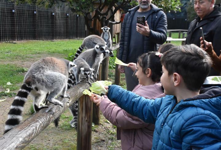 Engelli çocuklar, lemurlarla tanıştı