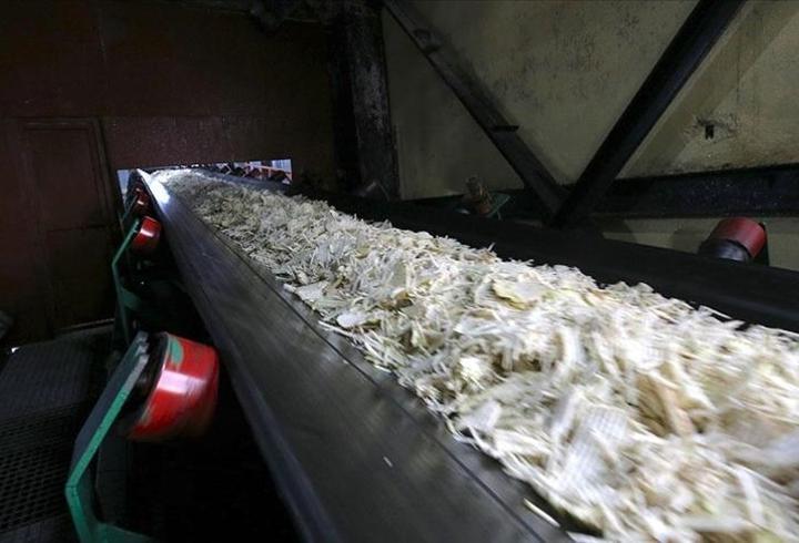 Muş ve Van’da şeker pancarı hasadı başladı