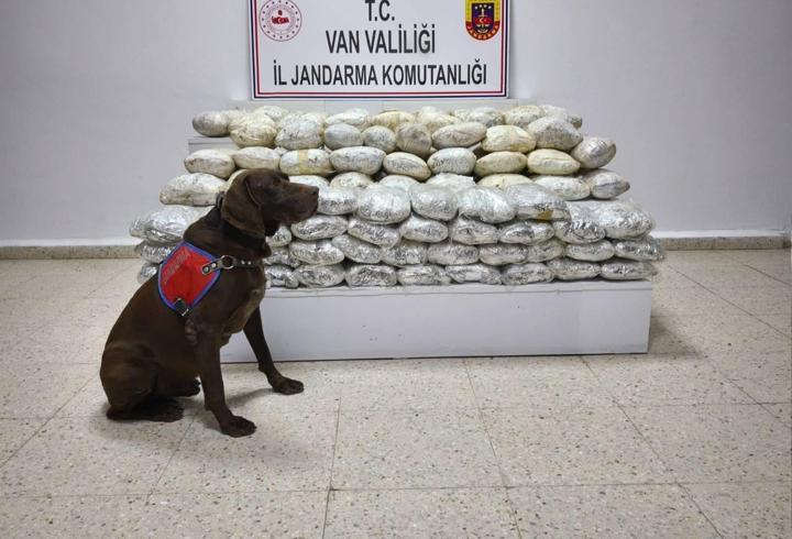 Van'da arazide 60 kilo skunk ele geçirildi