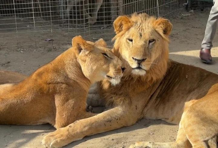 Gazze'de veterinerden zorunlu hamle: Hayvanları kurtarmak için insan ilacı kullanıldı