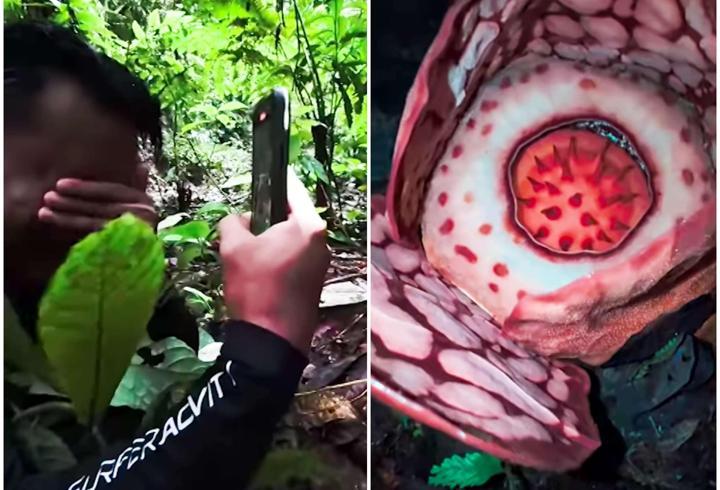 13 yıllık arayış gözyaşları ile son buldu: Nadir çiçeği bulunca önünde hıçkıra hıçkıra ağladı