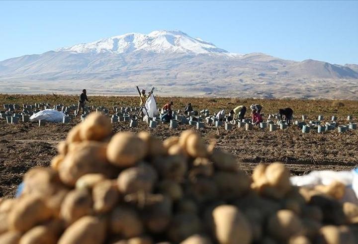 Bitlis’te patates hasadı hızlandı: 250 bin ton rekolte beklentisi