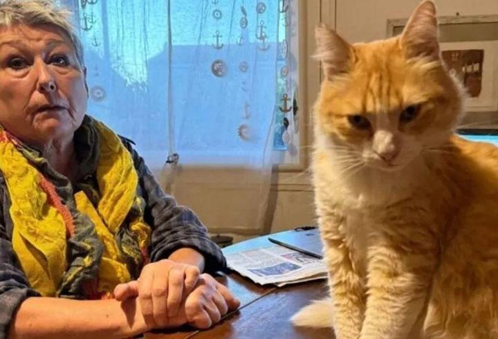 Dünyada ilk: Kediye ev hapsi verildi!