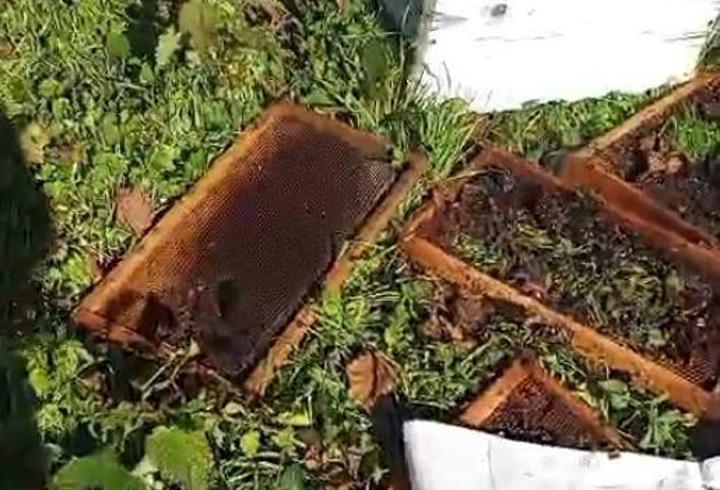 Ayı, arı kovanlarını parçaladı