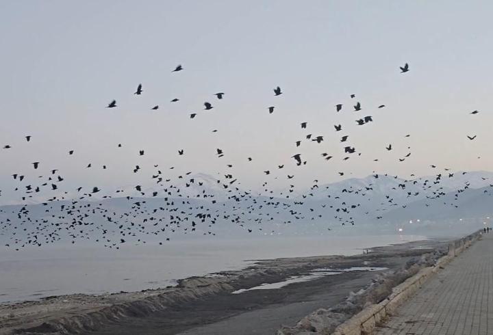 Bitlis'te gökyüzünde karga yoğunluğu kamerada