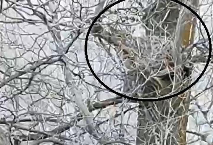 Nesli tehlike altında olan vaşak, ağaçta görüntülendi