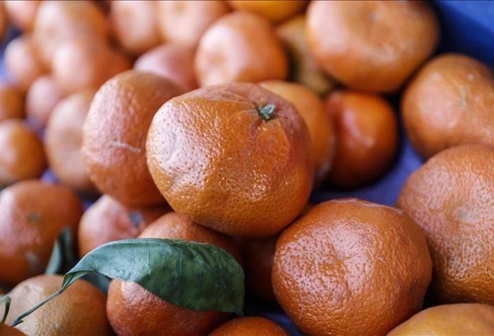 Türkiye'nin mandalina ihracatı rekora ulaştı