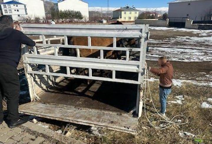 Karlıova'da sahipsiz binek hayvanlar toplatılmaya başlandı