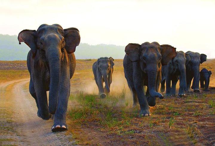 'Fotoğraf' ile başlayan felaket zinciri! Filler köylülere saldırdı: 4 ölü...