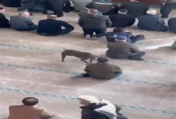 Kocaeli'de pitbull camiye daldı! Sahibine adli ve idari işlem yapıldı