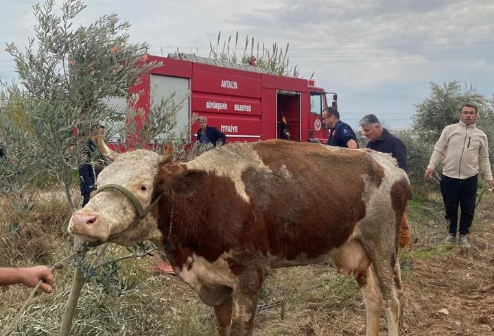 Serik'te su kanalına düşen inek kurtarıldı