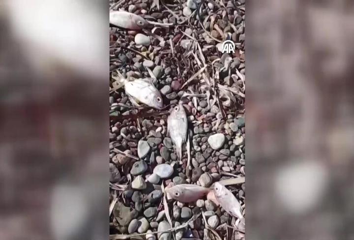 Datça'da ölü balıklar kıyıya vurdu: İnceleme başlatıldı