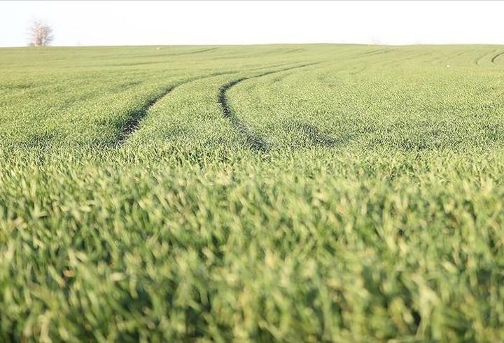 Trakya’da sıcak hava buğdayı erken uyandırdı