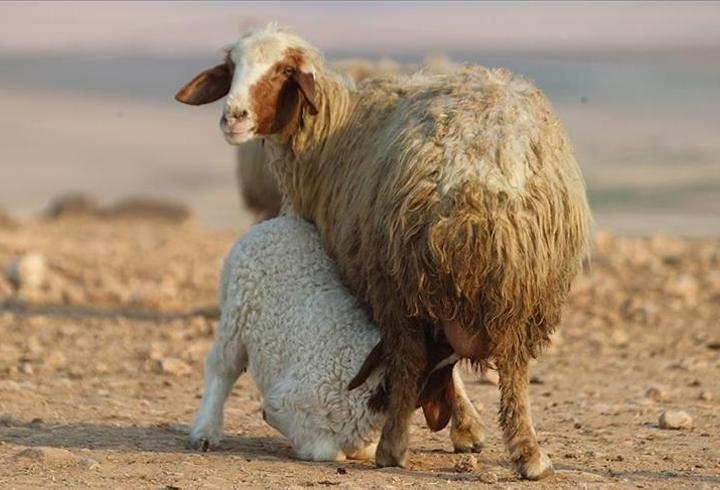 Ceylanpınar’da 60 bin ivesi kuzu dünyaya geldi