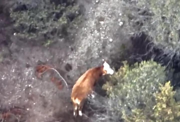 Kayıp büyükbaş dronla bulundu