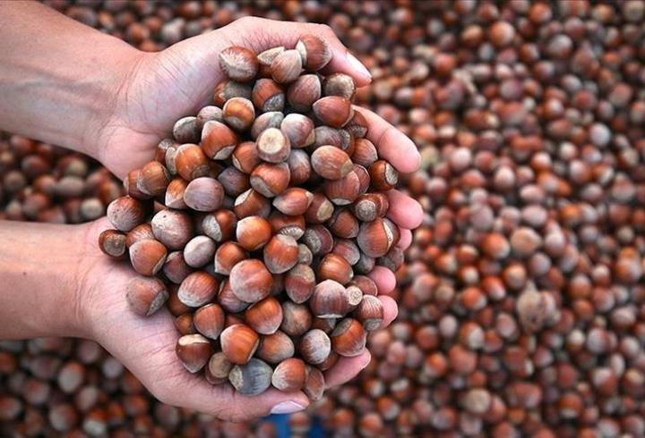 Doğu Karadeniz’de kar yağışı fındık için umut verdi