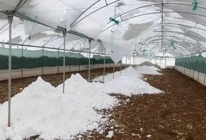 Siirt’te kar nedeniyle seralar çöktü, cami girişindeki çatı yıkıldı