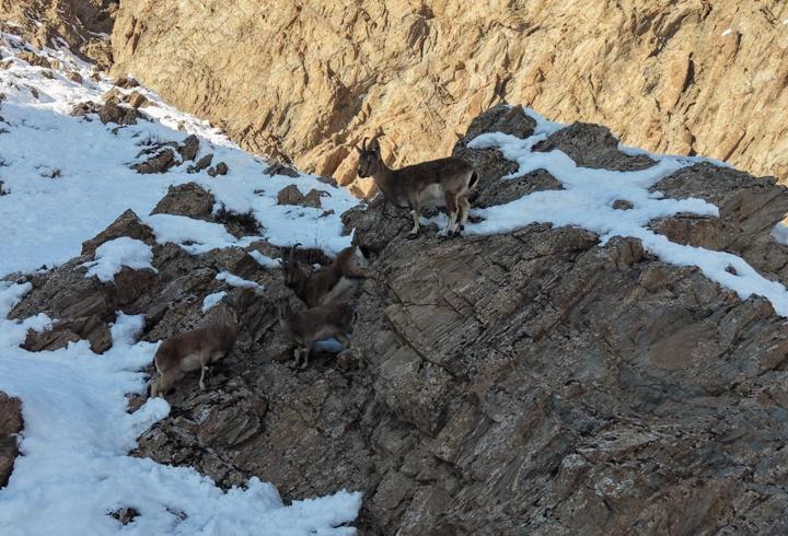 Hakkari'de, aç kalan yaban keçileri yol kenarına indi