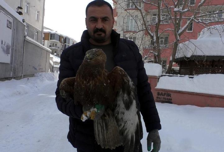 Kızıl şahini donmaktan kurtardılar