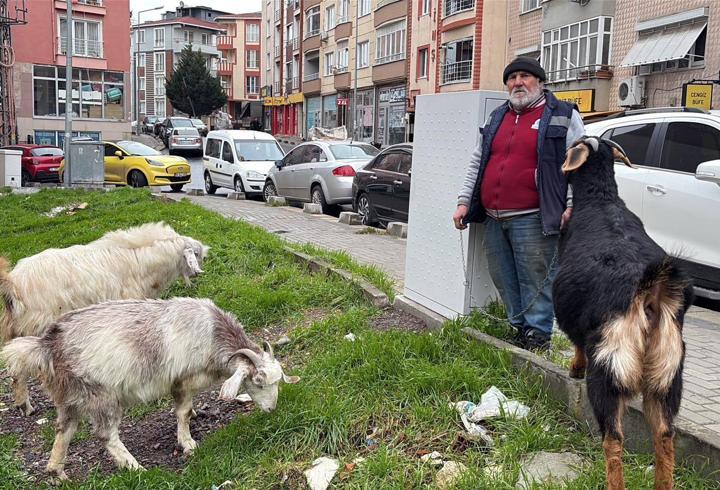Yürüyüşe beraber çıktığı keçileri, ilçede ilgi odağı oldu