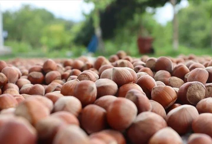 Fındık sezonunda ilk dört ayda yüksek işlem hacmi