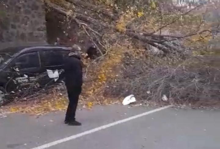 Samsun'da fırtına; ağaçlar devrildi