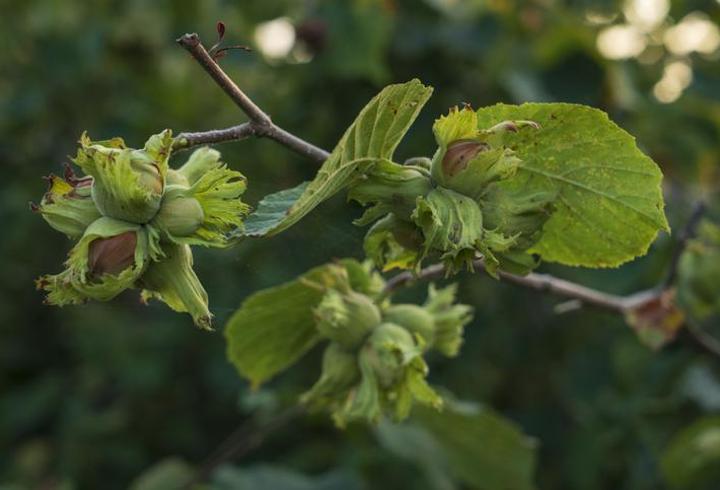 Türkiye’nin fındık ihracatında Almanya zirvede: 2025’te 2,25 milyar dolarlık gelir