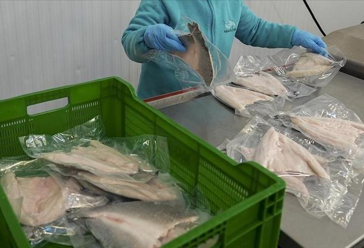 Su ürünleri ve hayvansal mamuller ihracatı 2025’te 4 milyar doları aştı