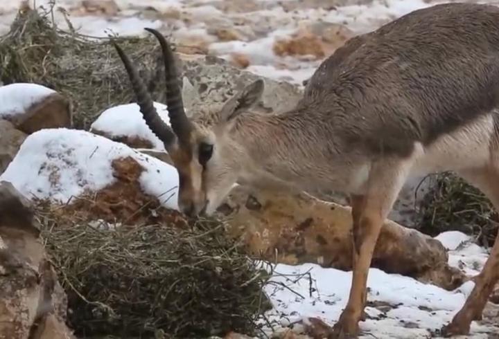 Dağ ceylanları 4 yıl aradan sonra karla buluştu