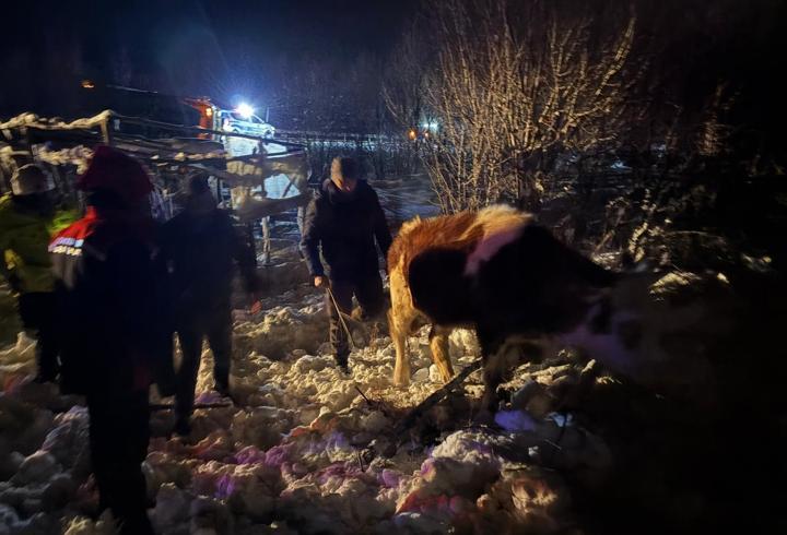 Büyükbaş yüklü TIR şarampole devrildi