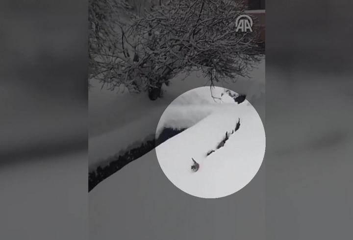 1 metrelik kara aldırmadılar! ''İmamın kedileri'' kamerada