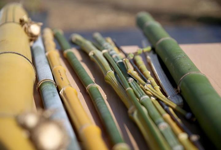 Bilim insanlarından şaşırtan açıklama: Bambu süper gıda olabilir