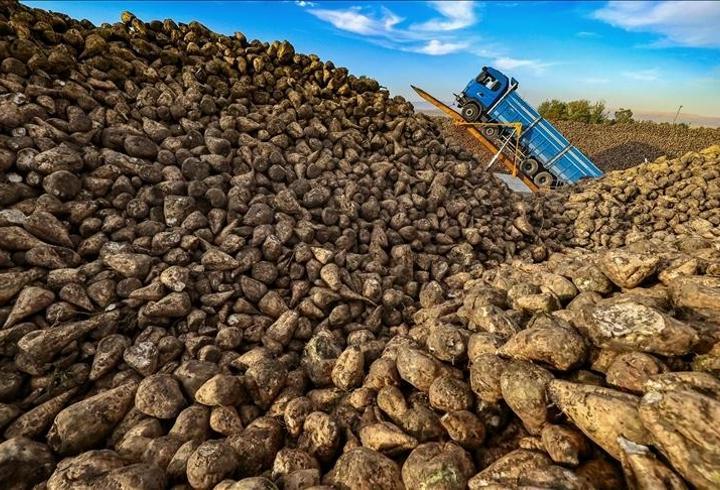 Şeker pancarında rekor yıl! Üretim 2,9 milyon tonu bulacak